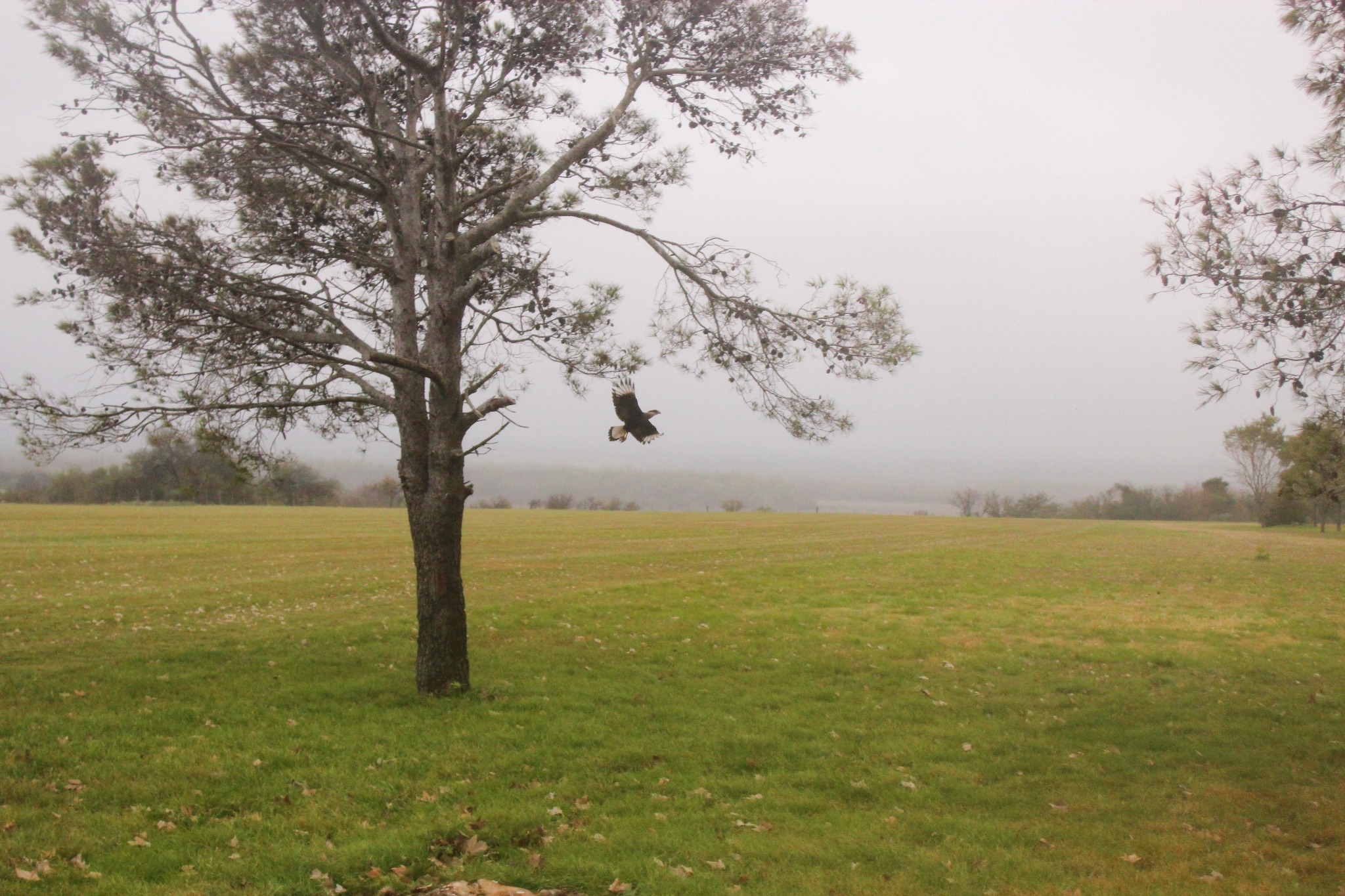 Bird Hunt Trip to Argentina in 2013